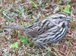 Song Sparrow