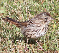 Song Sparrow