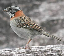 Rufous-collared Sparrow