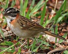 Rufous-collared Sparrow