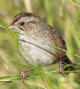 Swamp Sparrow