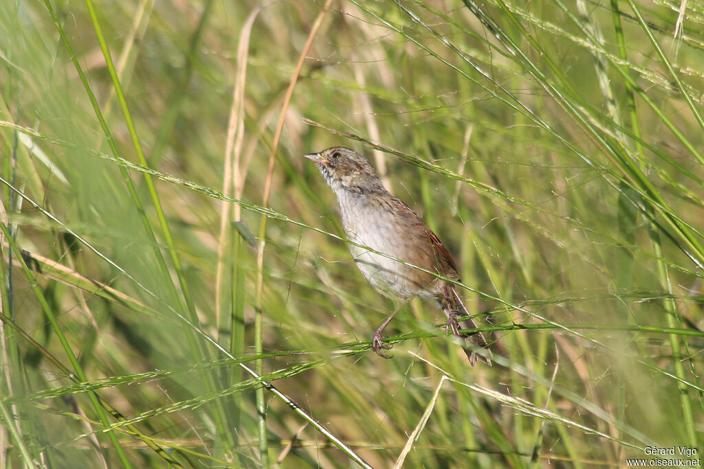 Bruant des maraisjuvénile