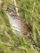 Swamp Sparrow