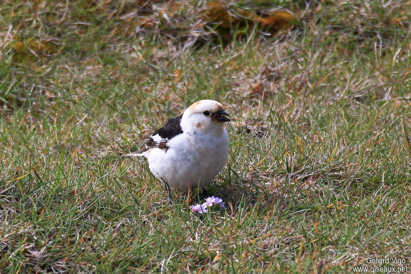 Snow Bunting male adult