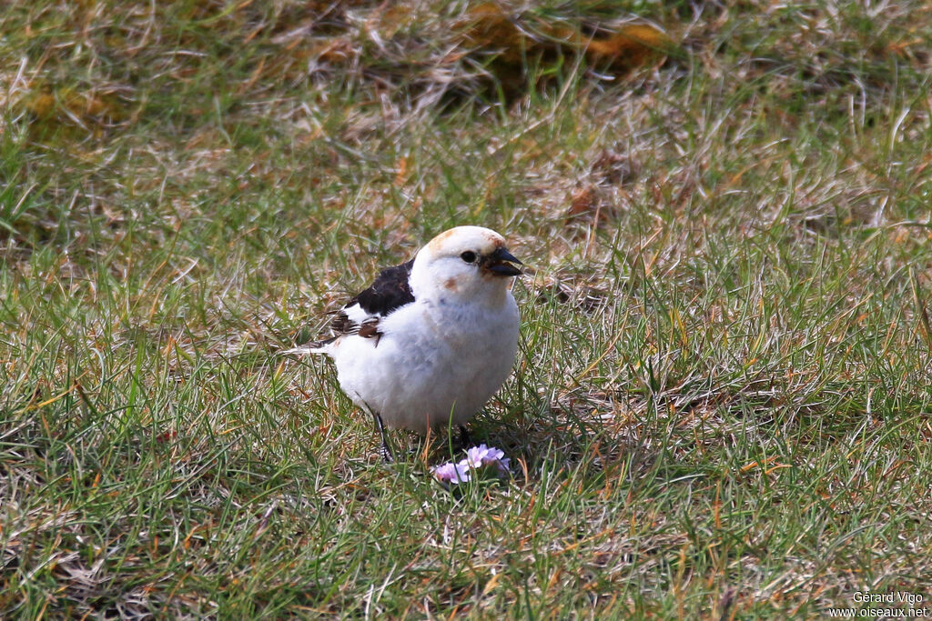 Bruant des neiges mâle adulte