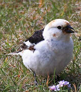 Snow Bunting