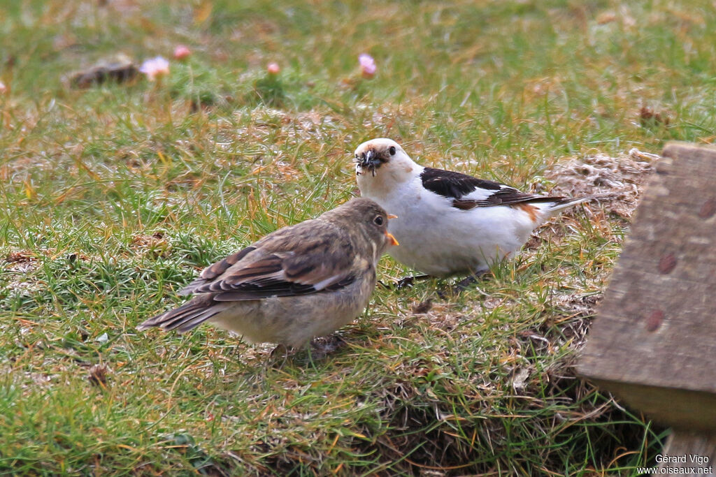 Snow Bunting male