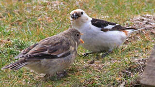 Snow Bunting