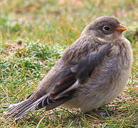 Snow Bunting