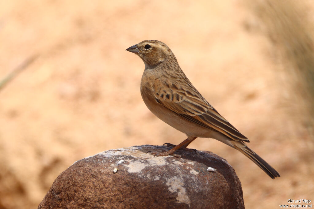 Bruant des rochersadulte