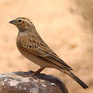 Bruant des rochers