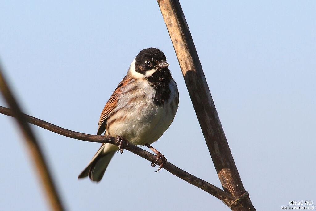 Common Reed Bunting male adult