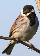 Common Reed Bunting