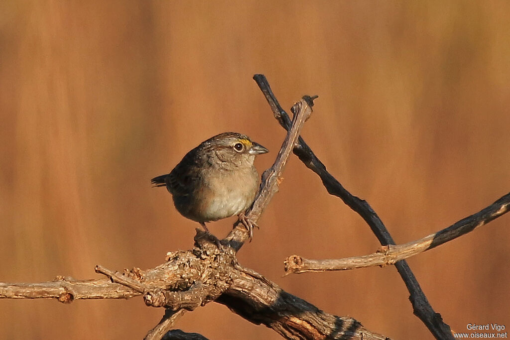 Grassland Sparrowadult