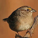 Bruant des savanes