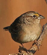 Grassland Sparrow