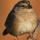 Bruant des savanes