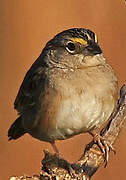 Grassland Sparrow