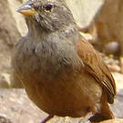 Bruant du Sahara