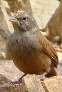 House Bunting