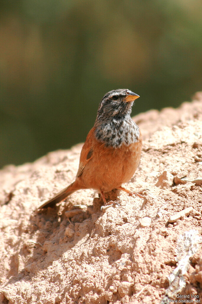 Bruant du Sahara mâle adulte