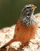 House Bunting