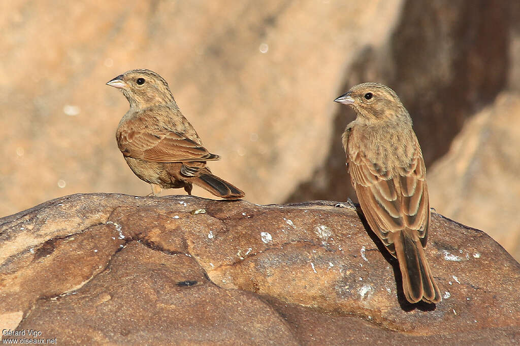 House Bunting female adult, habitat, pigmentation