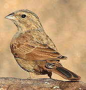 House Bunting