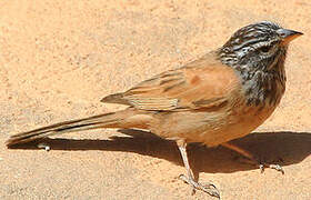 House Bunting