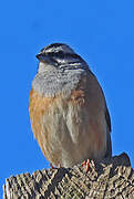 Rock Bunting