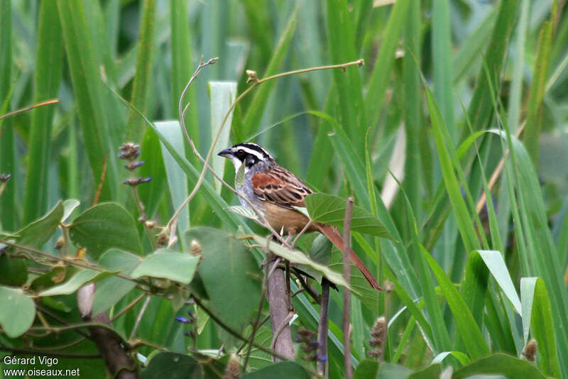 Stripe-headed Sparrowadult, habitat, pigmentation