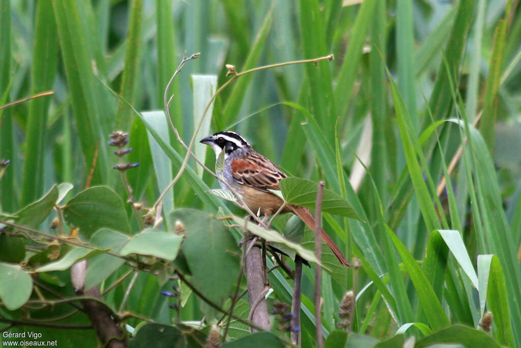 Stripe-headed Sparrowadult, habitat, pigmentation