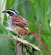 Stripe-headed Sparrow