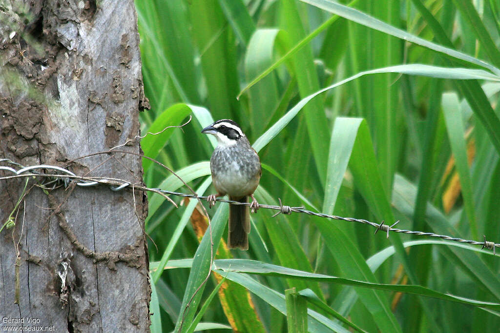 Stripe-headed Sparrowadult, close-up portrait