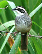 Stripe-headed Sparrow