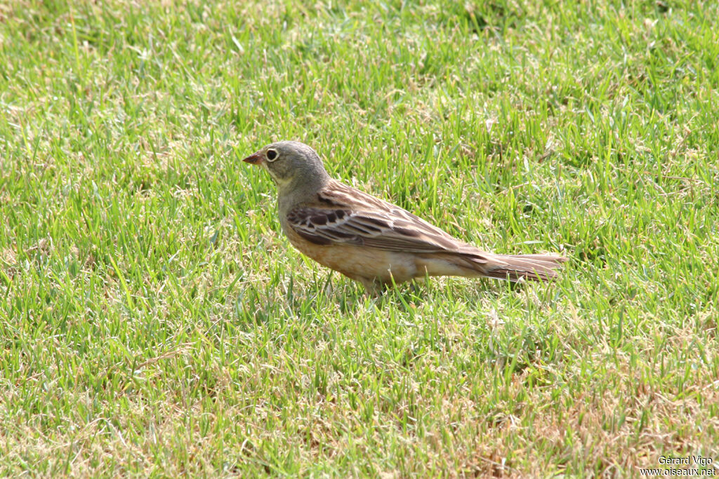 Ortolan Buntingadult