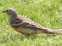 Ortolan Bunting