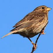 Corn Bunting