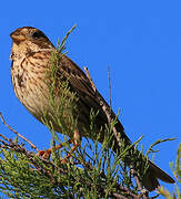 Corn Bunting