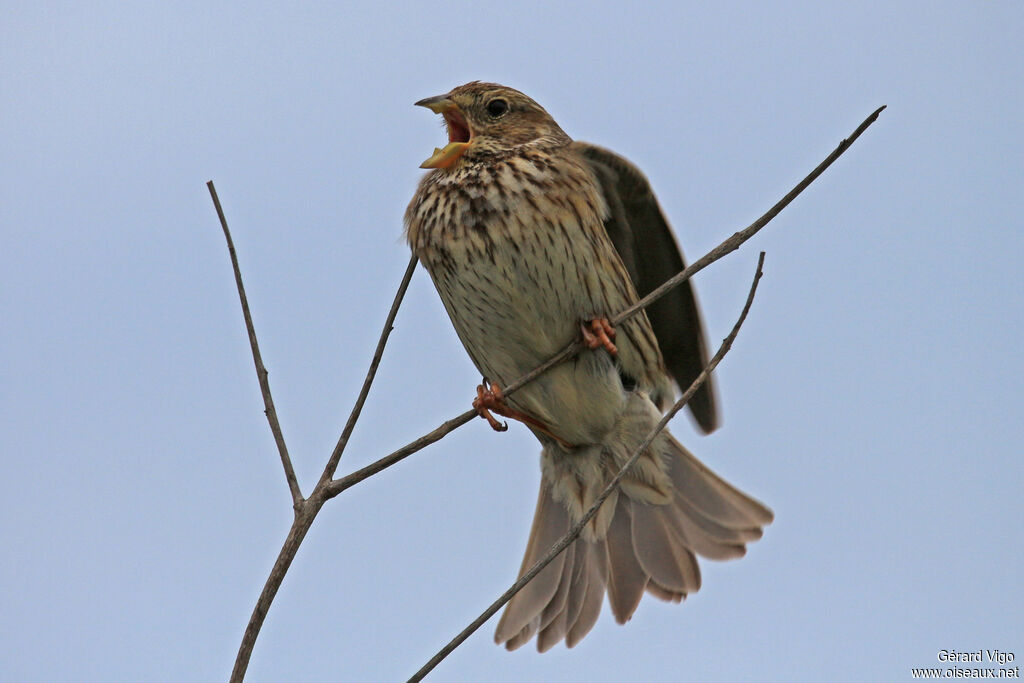 Corn Buntingadult, song