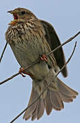 Corn Bunting