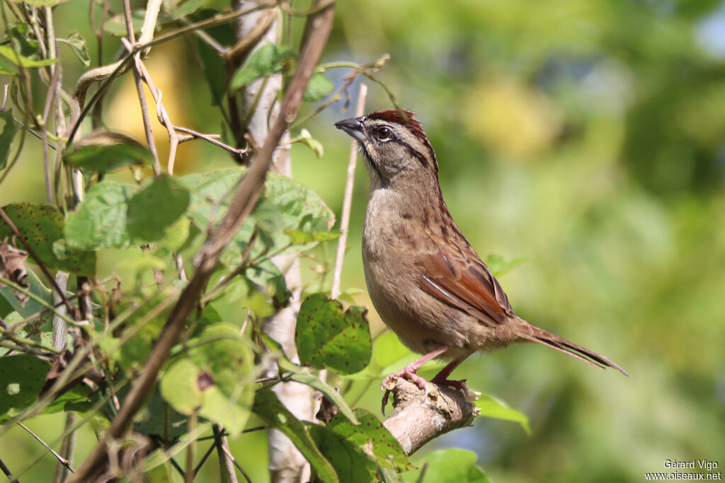 Rusty Sparrow