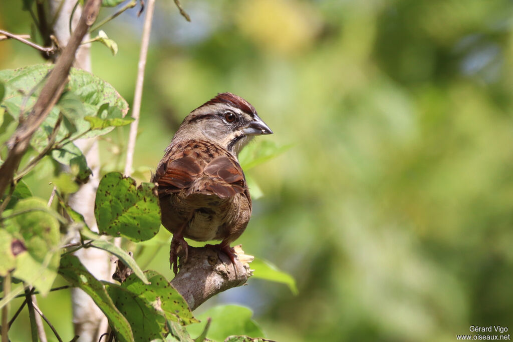 Rusty Sparrow