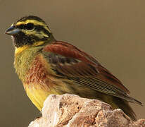 Cirl Bunting