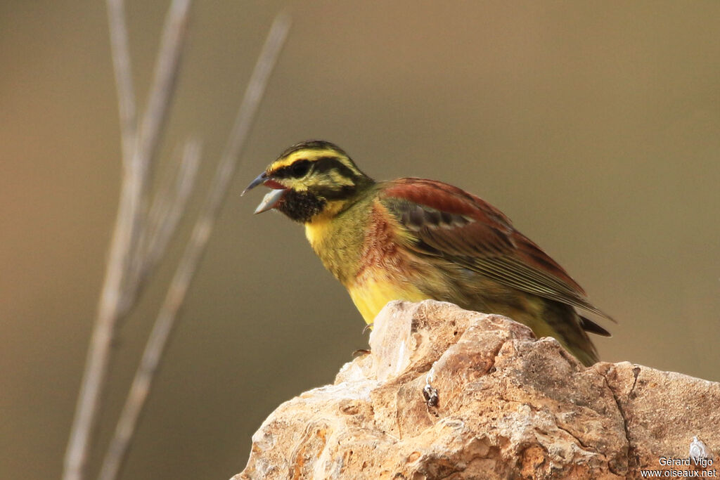 Cirl Bunting male adult breeding