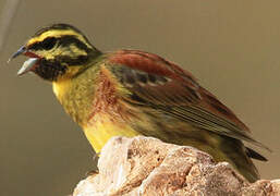 Cirl Bunting