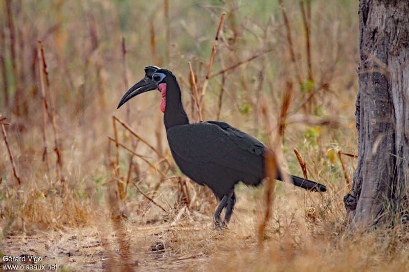Abyssinian Ground Hornbill male adult