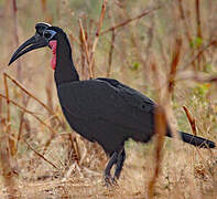 Abyssinian Ground Hornbill