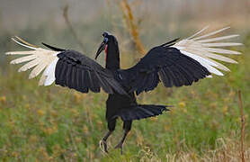 Abyssinian Ground Hornbill