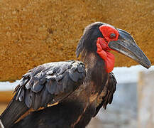 Southern Ground Hornbill